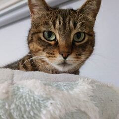 木箱の中の猫たち　ミシェルさん(仮) - 里親募集