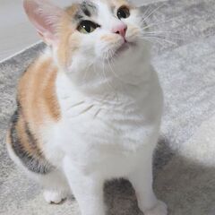 木箱の中の猫たち　ステイシーさん(仮)