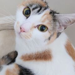 木箱の中の猫たち　ステイシーさん(仮) - 郡山市