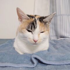 木箱の中の猫たち　ステイシーさん(仮) - 猫