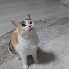 木箱の中の猫たち　ステイシーさん(仮) - 里親募集