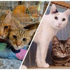 5/4(日) 保護猫譲渡会　