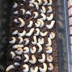 カブトムシの幼虫　無料で差し上げます