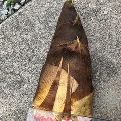 たけのこ