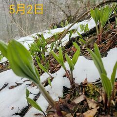 ⭕厳選品　⚠️5/8ラストA品!!十勝産天然【行者にんにく】1㌔