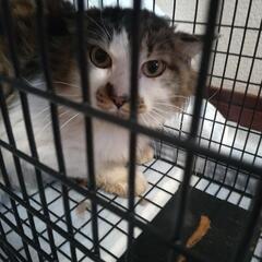 人馴れしてない長毛猫