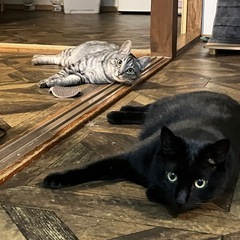 穏やかな兄弟猫3歳です