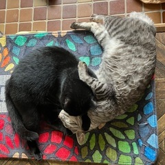 穏やかな兄弟猫3歳です - 安曇野市
