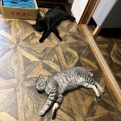 穏やかな兄弟猫3歳です - 里親募集