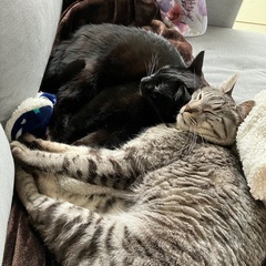 穏やかな兄弟猫3歳です - 猫