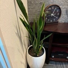 無料観葉植物※説明文読んでください。