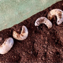 カブトムシの幼虫の画像