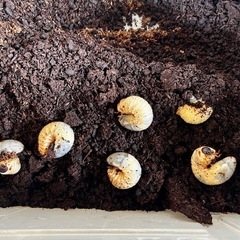 カブトムシの幼虫の画像