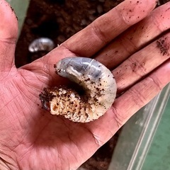 カブトムシの幼虫の画像
