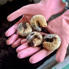 カブトムシの幼虫