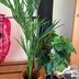 ランキングキーワードに紐づく投稿画像-観葉植物