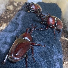 カブトムシ