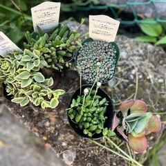 多肉植物ヨリドリ３つ