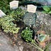 ランキングキーワードに紐づく投稿画像-多肉植物