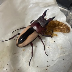 外国産クワガタ、国産カブトムシの画像