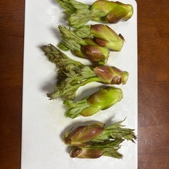 山菜　タラの芽　早い者勝ち！　（明日まで）