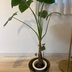ランキングキーワードに紐づく投稿画像-観葉植物