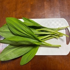 山菜　行者ニンニク　早い者勝ち！　（明日まで）