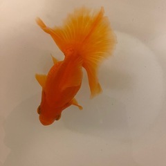 土佐錦