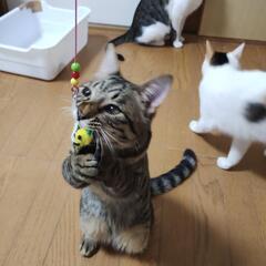 ☆元気なキジ猫くん☆
