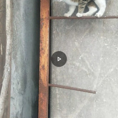 キジ白のおてんばちゃん