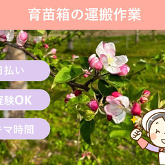 　＼日払い・1日OK！／未経験者大歓迎！りんごの園地作業