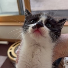 保護猫
