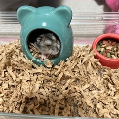 4ヶ月のハムスター
