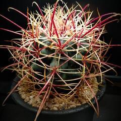 サボテン フェロカクタス 旋風玉 /鯱頭変種/ 中大株 (その他...