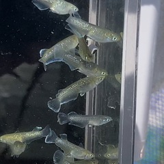 メダカ