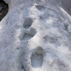 【極太行者ニンニク！】　5/3収穫の画像