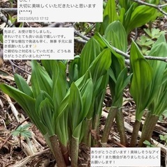 【極太行者ニンニク！】　5/3収穫の画像