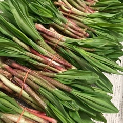 【極太行者ニンニク！】　5/3収穫の画像