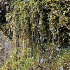 【極太行者ニンニク！】　5/3収穫の画像