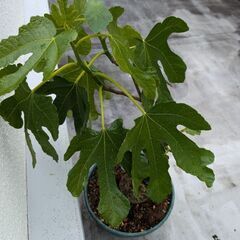 いちじく　イチジク　ルージュボルドー　二年生苗の画像
