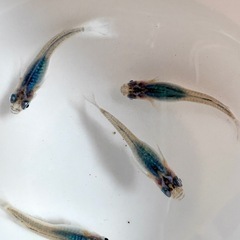 深海 めだか