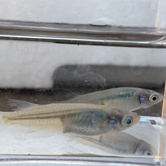 深海 めだかの画像