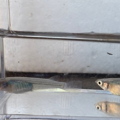 深海 めだかの画像