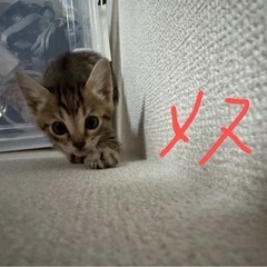 里親募集