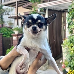 ❤️約5歳のチワワ里親募集