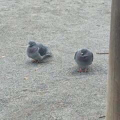 無料英会話！！ − 千葉県