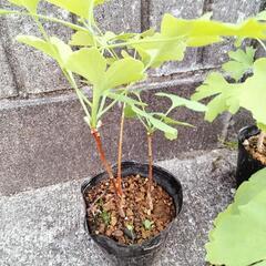 銀杏の苗の画像
