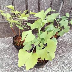 銀杏の苗の画像