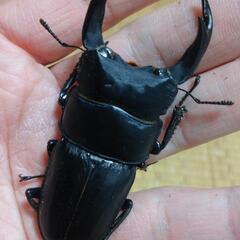 オオクワガタ能勢SR血統♂♀ペア25-5