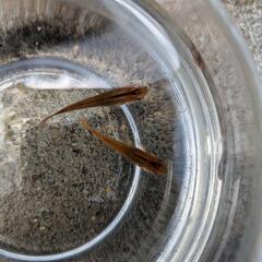 メダカ（楊貴妃）お譲りします。2025年１回目【GW限定】の画像